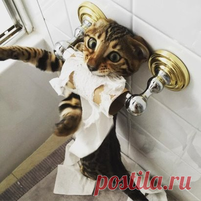 Без комментариев
