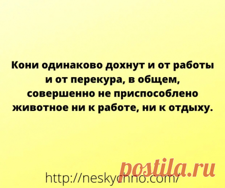 Анекдоты и шутки для чудесного настроения - Мир так интересен! - медиаплатформа МирТесен