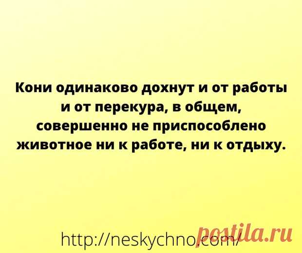 Анекдоты и шутки для чудесного настроения - Мир так интересен! - медиаплатформа МирТесен