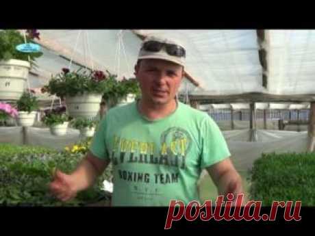 Как избавиться от повилики на огороде - АгрономWiki