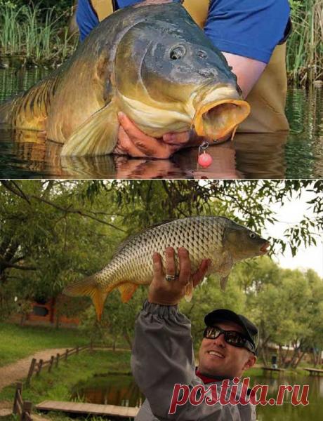 Редкие приманки для рыбалки на карпа