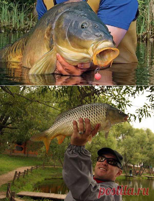 Редкие приманки для рыбалки на карпа