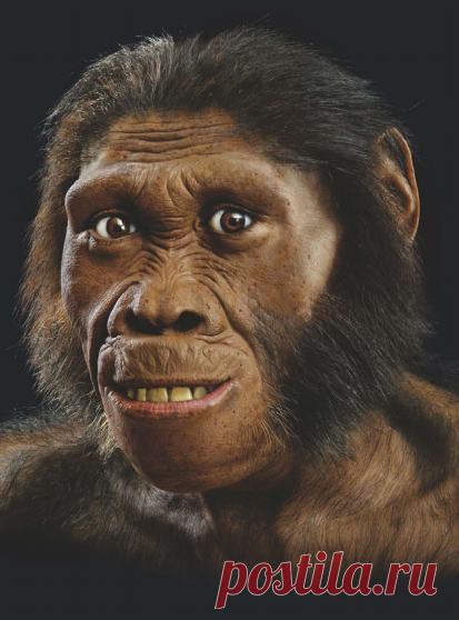 Освобожденный из каменного плена череп MH1 позволил нам увидеть лицо Australopithecus sediba.
