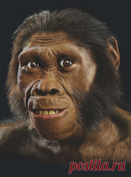 Освобожденный из каменного плена череп MH1 позволил нам увидеть лицо Australopithecus sediba.