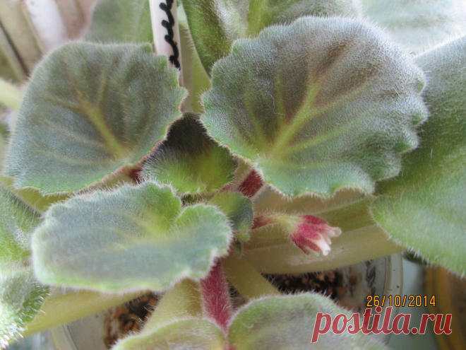 первые бутончики