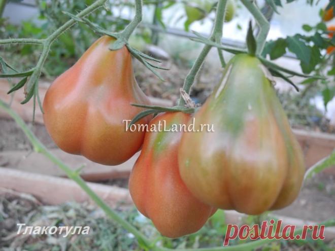Тлаколула де матаморос томат характеристика Огород без хлопот - информационный сайт для дачников, садоводов и огородников.