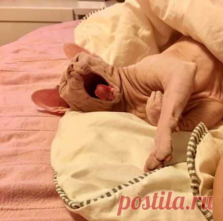 Элегантные и аристократичные: 6 фотографий котов-сфинксов, перед которыми вы не устоите |