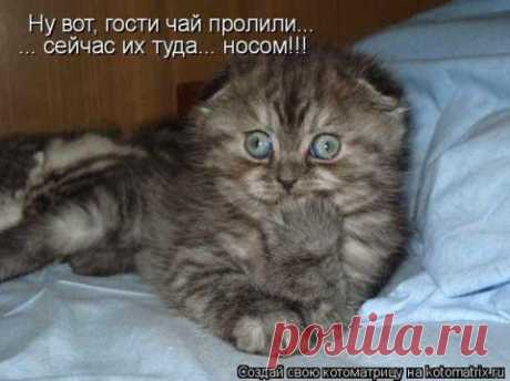 КОТЭ И ДРУГИЕ... (ОТ РЖЕВСКОГО)-9 | Сайт Союза Юмористов