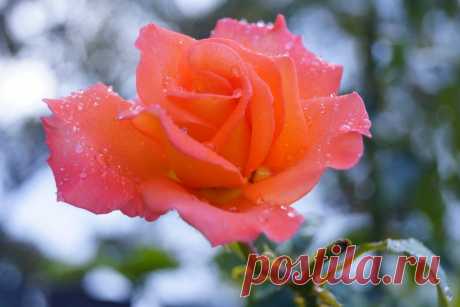 Михаил Корнев — «Осенняя прелестница» на Яндекс.Фотках