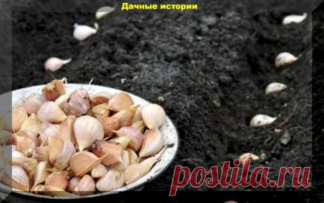 Основные моменты, которые следует учитывать при осенней посадке лука и чеснока для получения крупных луковиц | Дачные истории | Яндекс Дзен