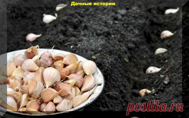 Основные моменты, которые следует учитывать при осенней посадке лука и чеснока для получения крупных луковиц | Дачные истории | Яндекс Дзен