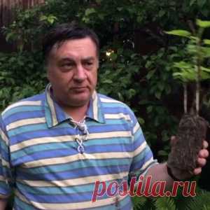 Хитрость от Андрея Туманова: укоренение черенков смородины - МирТесен