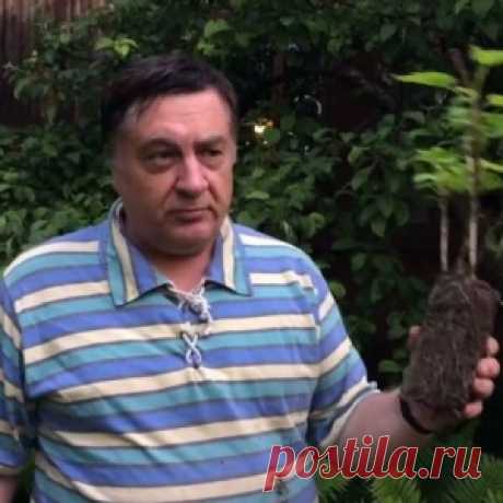 Хитрость от Андрея Туманова: укоренение черенков смородины - МирТесен