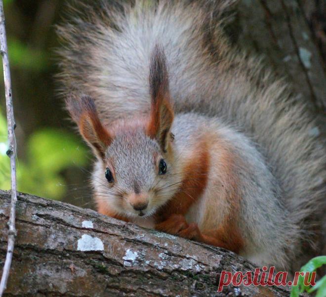 Фото: Бельчонок с яблочком.. Наташа С. Фото животных - Фотосайт Расфокус.ру