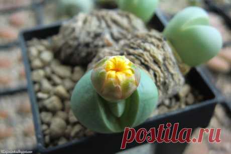 Аргиродерма комнатная