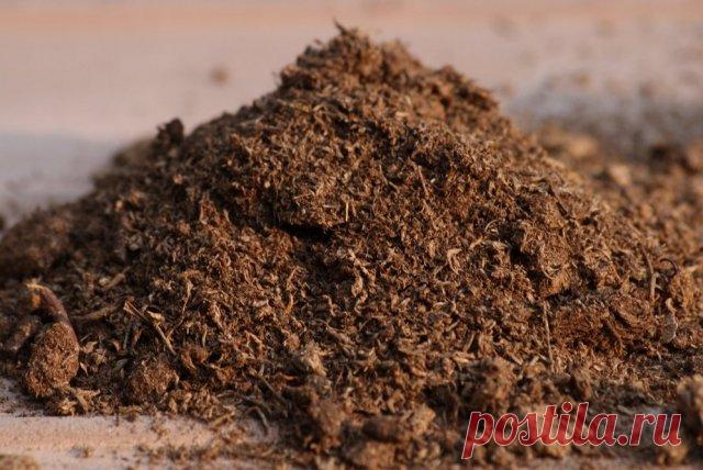 Пионы в октябре – секреты посадки, ухода и размножения | В цветнике (Огород.ru)