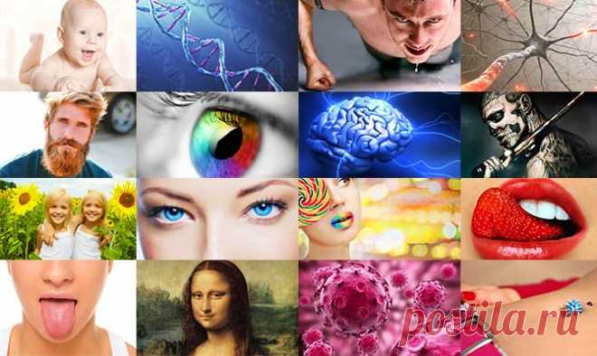 ТОП самых интересных фактов о человеке | LivePosts — последние новости, полезные статьи, обзоры