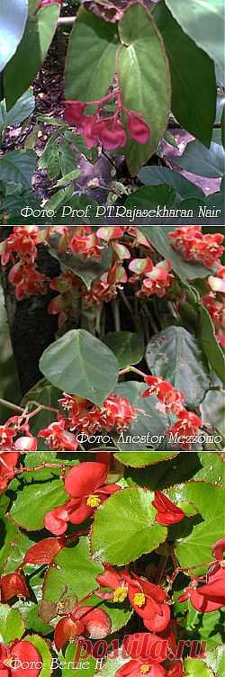 Бегония Begonia - Комнатные растения и цветы