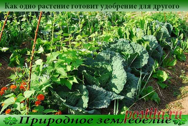 Как одно растение готовит удобрение для другого