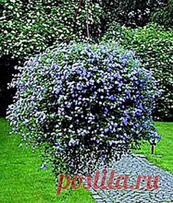 Комнатное растение Бакопа (Bacopa). Бакопа хорошо известна аквариумистам, однако в культуре поддерживаются и наземные представители этого рода. В тропических странах бакопы являются болотными растениями; в домашних условиях они могут выращиваться как ампельные растения.