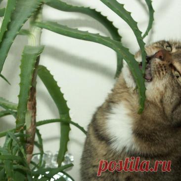 Как использовать алоэ для создания мощного удобрения: секреты садоводов | Садовые фантазии | Дзен