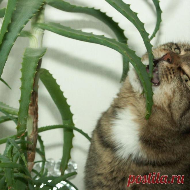 Как использовать алоэ для создания мощного удобрения: секреты садоводов | Садовые фантазии | Дзен