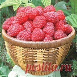 Уход за малиной весной и осенью.