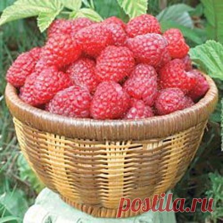 Уход за малиной весной и осенью.