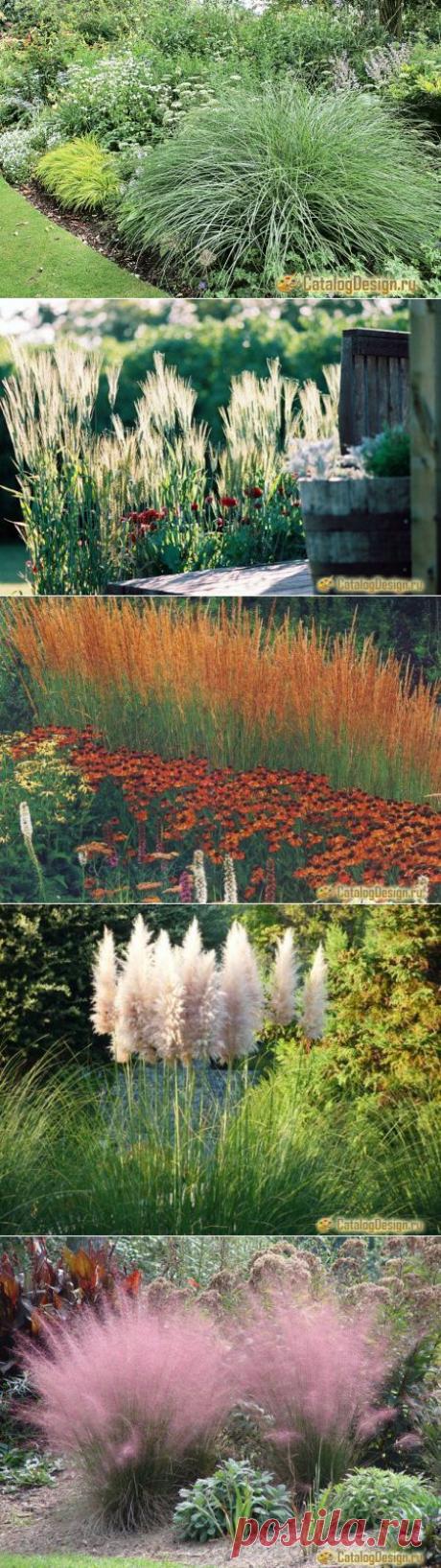 Декоративные травы и злаки на даче.