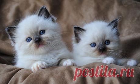 Ragdoll cat breeders - Ragdoll kittens for Sale in Ohio, Cincinnati, Columbus. 