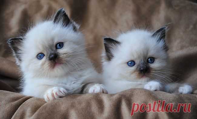 Ragdoll cat breeders - Ragdoll kittens for Sale in Ohio, Cincinnati, Columbus. 
