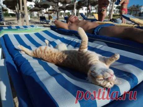 У этого кота самое доброе утро!