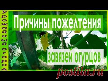 ПОЧЕМУ ЖЕЛТЕЮТ И НЕ РАСТУТ ЗАВЯЗИ НА ОГУРЦАХ?!И ЧТО ДЕЛАТЬ?! - YouTube