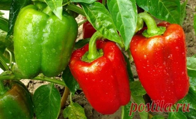 Нашатырный спирт для болгарского перца: как подкормить, удобрить, обработать культуру Подробная информация для начинающих о том, как правильно подкармливать болгарский перец (рассаду) нашатырным спиртом и зачем это делать (профилактика болезней, хорошее плодоношение). Об обработке культуры нашатырем и аммиаком.