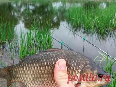 Лучшие наживки для весенней ловли карася, о которых должен знать каждый рыбак | Intellifishing.ru | Пульс Mail.ru Эффективные наживки для весенней рыбалки на карася. Особенности ловли на болтушку из манки, перловку, кукурузу и прочие приманки.