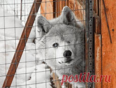 «Я хочу жить! Я нужен здесь!» Недалеко от нашей дачи в Токсово (Ленинградская область) живет удивительная женщина. Ее благородством и любви к братьям нашим меньшим я не перестаю восхищаться!Ее любимец, которого она вместе со своим...