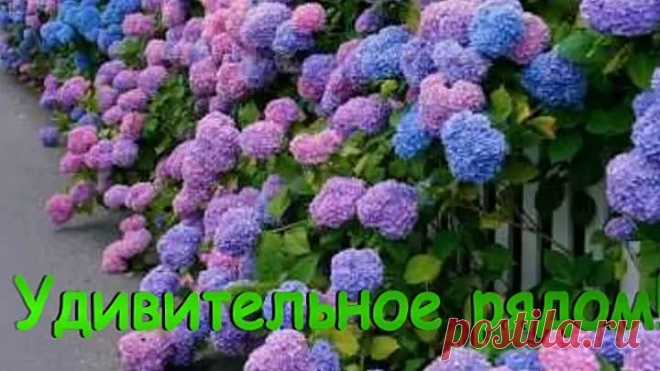 Удивительное рядом с нами!