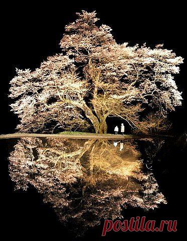 легенда о дереве