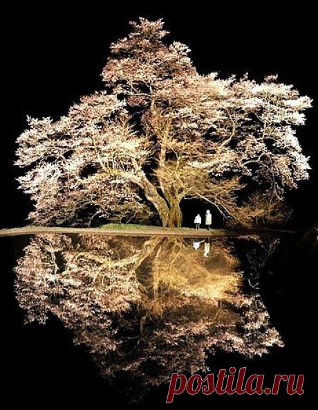 легенда о дереве