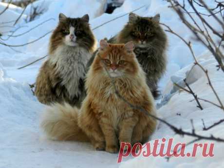 Сибиряки.