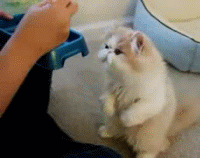 котогифки