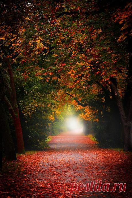 Autumn Contrast by Christian Schweitz / 500px