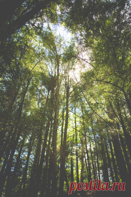 forest sunlight shining through the tops of trees