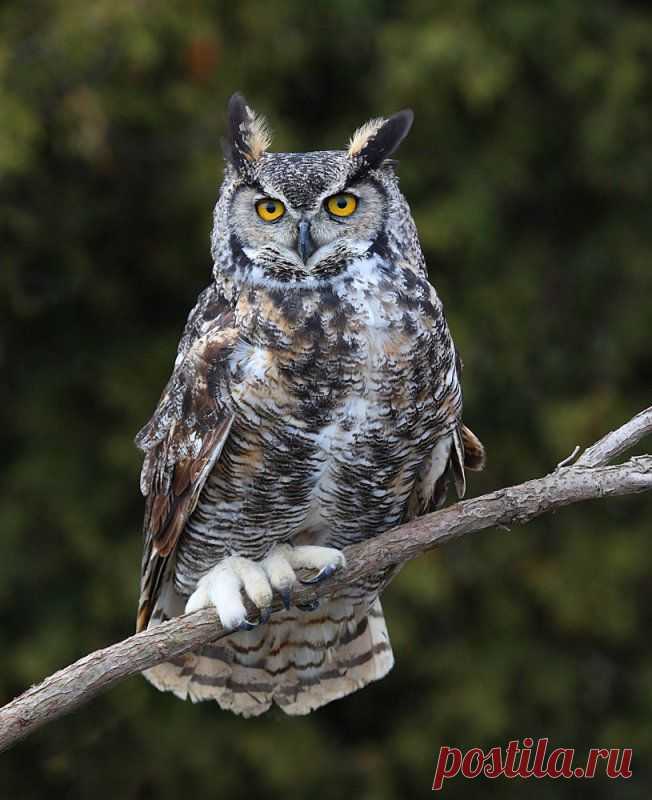 Great Horned Owl (Bubo virginianus) - Picture 5 in Bubo: virginianus