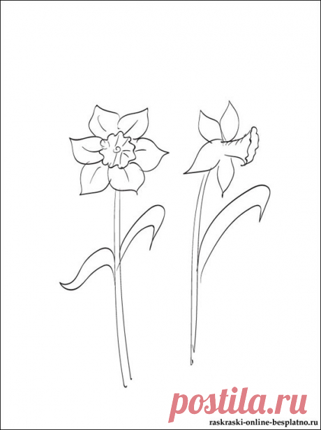 Раскраска Нарцисс | Раскраски для детей
