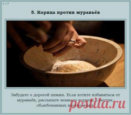 Світлана Бузницька