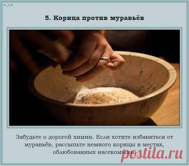 Світлана Бузницька