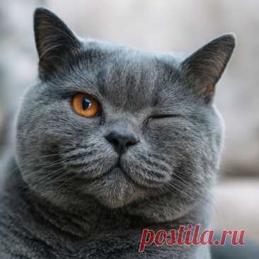 Троглодит - OGADANIE.RU