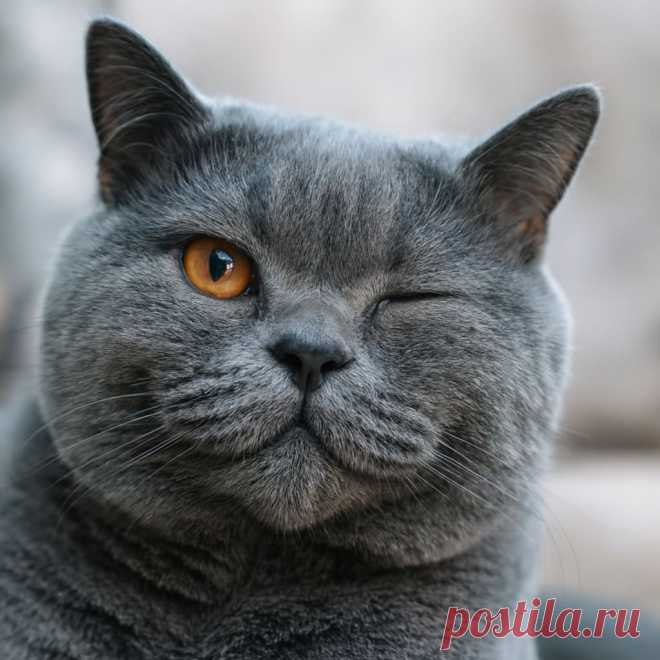 Троглодит - OGADANIE.RU