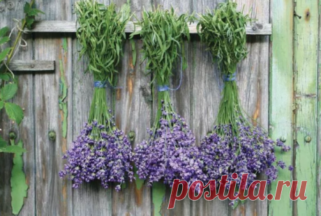 Природные антидепрессанты — успокоительные травы